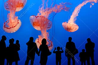 People watching giant jellyfish in the aquarium