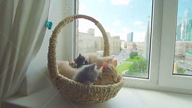 Cute kitten with mother cat