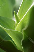 New leaf