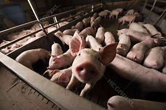 Pig at factory