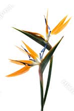 Bird of paradise