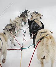 Dog Sled