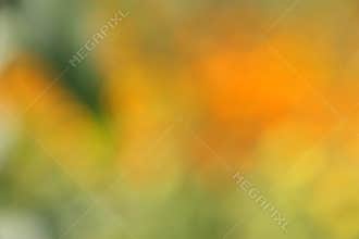 Autumn / Fall Abstract Background - Blur Stock Photos