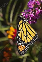 Monarch Butterfly on Butterfly Bush