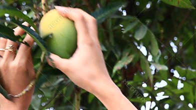 Harvest mangoes on the tree