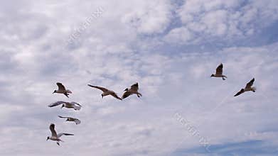 A Flock of Seagulls and a Headwind