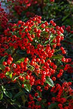 Decorative plant Red berry with green leaves bushes