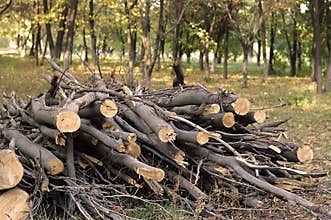 Firewood