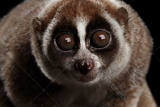 Close-up Lemur Slow Loris Isolated Black background