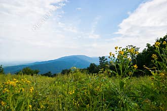 Scenic Summer Landscape on Overlook Drive Shenandoah National Pa