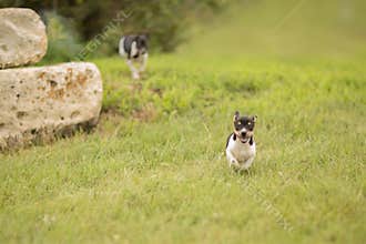 Puppies running