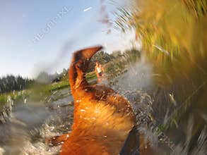 Dogs view while shaking