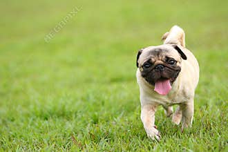 Pug running