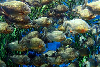 Red bellied piranha (Serrasalmus nattereri )