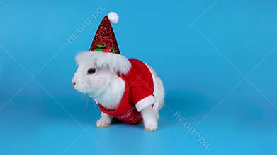 Cute little rabbit in the costume of Santa Claus, sits and sniffing