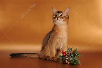Christmas somali kitten