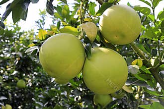 Honey pomelo