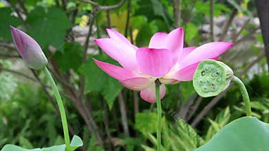 Pink lotus flower in gentle wind