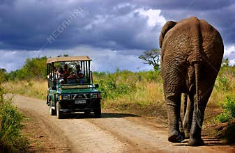 Elephant in South Africa