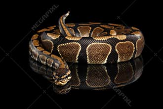 Ball or Royal python Snake on Isolated black background