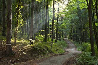Nature forest daylight