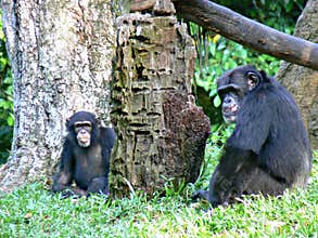 Chimpanzees