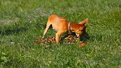 Cat and dog. Toy Terrier mini and Bengal cat.
