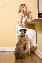 Dog Begging for Bacon