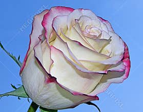 Beautiful rose