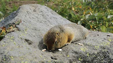 Arctic ground squirrel eating seeds on rock. Kamchatka.