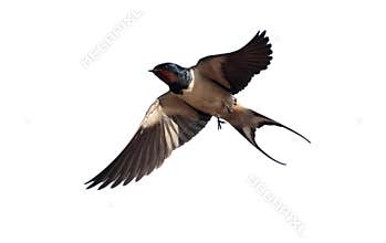 Swallow, Hirundo rustica