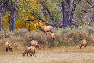 Herd Of Elk