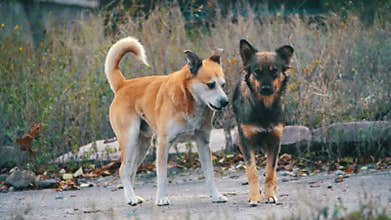 Homeless Dogs on the Street. Slow Motion