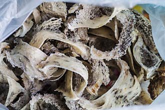 Bird nests.