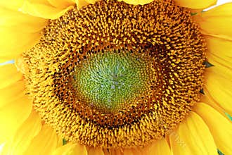 Bright yellow bloom of sunflower center details