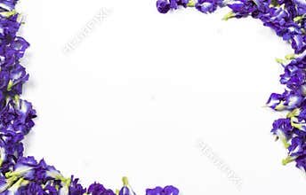 Butterfly pea flower