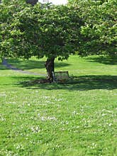 Park Bench