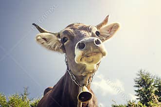 Portrait of a cow with a bell