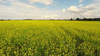 Aerial view of a canola field on a sunny day. Aerial footage.