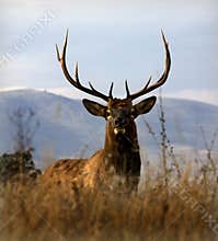 Big Elk Large Rack Horns Montana