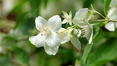 A jasmine flower on wind