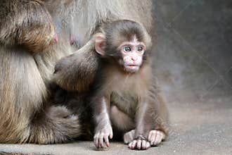 Japanese monkey baby