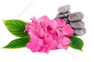 Pink flowers spa stones on white