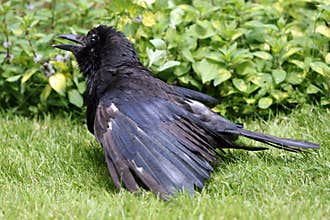 Sunbathing crow