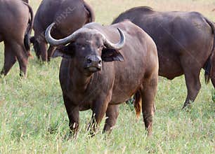 Cape Buffalo wild in Africa