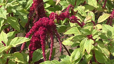 Amaranth blossoms in summer day