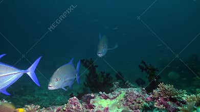 Big hungry tuna in search of food at night on reef
