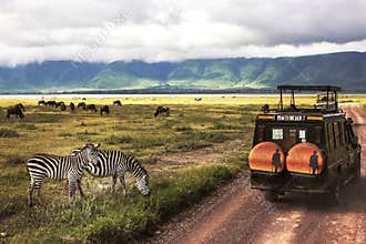 Africa, Tanzania , Ngorongoro Crater - March 2016 : Jeep safari
