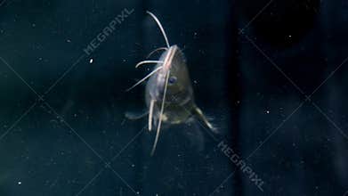 Catfish dying in dirty water