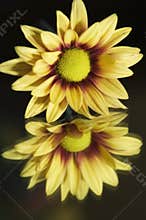 Yellow mum bloom on mirror